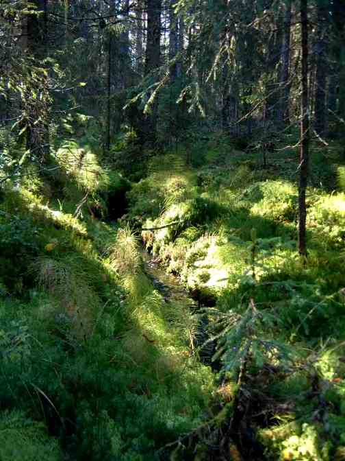 Djupbäck
