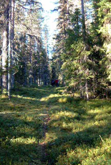 Den vackraste skogen