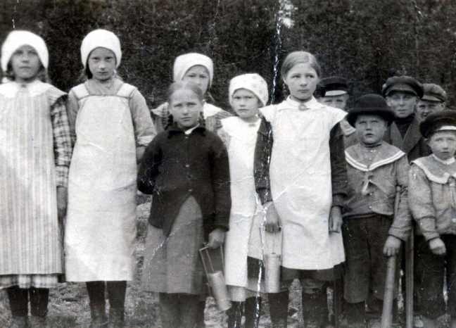 Nys�dd i skogen